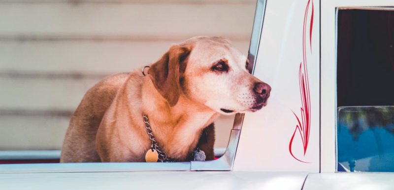 adorable-animal-breed-917106.jpg adorable-animal-breed-917106.jpg